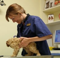 Marion Small Animal Hospital - VETS Brisbane