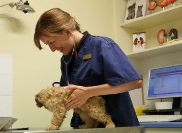 Marion Small Animal Hospital - VETS Brisbane 0