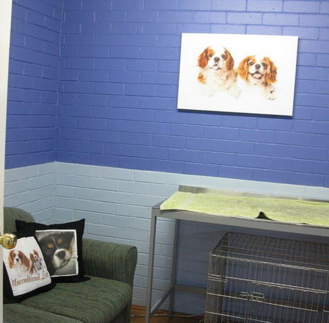 Cavalier Vet Practice - VETS Brisbane 0