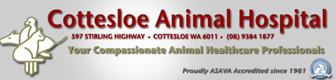 Cottesloe Animal Hospital - VETS Brisbane 0