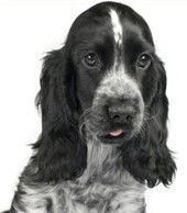 Jacobs Well Vet Surgery - VETS Brisbane 0