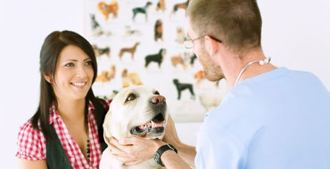 All Creatures Veterinary Centre - VETS Brisbane 0