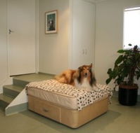 Holistic Paws - VETS Brisbane