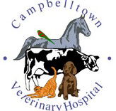 Campbelltown Veterinary Hospital - VETS Brisbane