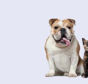 Strathbogie Veterinary Clinic - VETS Brisbane