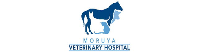 South Coast NSW VETS Brisbane