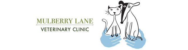 Orange NSW VETS Brisbane