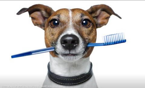 Kingscliff Veterinary Hospital - VETS Brisbane 2