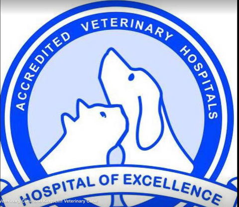 Kingscliff Veterinary Hospital - VETS Brisbane 4