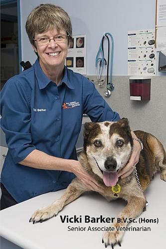 All Animal Veterinary Services Pty Ltd - VETS Brisbane 3