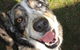 Andergrove Veterinary Clinic - thumb 2