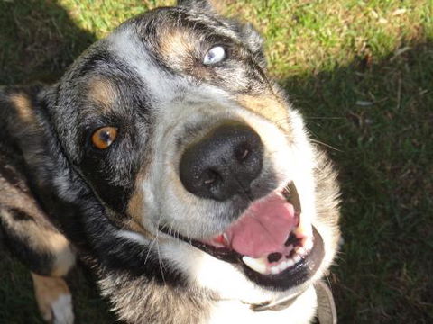 Andergrove Veterinary Clinic - VETS Brisbane 2