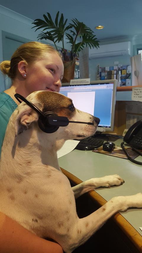Ballina Veterinary Hospital - VETS Brisbane 1