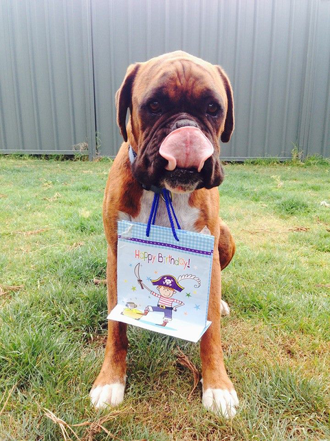 Ballina Veterinary Hospital - VETS Brisbane 3