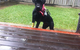 Ballina Veterinary Hospital - thumb 4