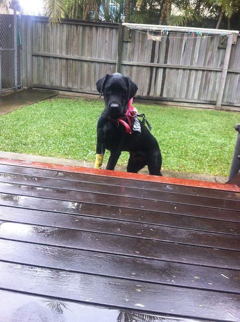 Ballina Veterinary Hospital - VETS Brisbane 4