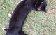Ballina Veterinary Hospital - thumb 5