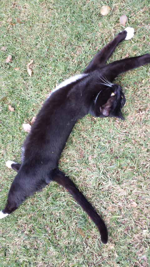 Ballina Veterinary Hospital - VETS Brisbane 5
