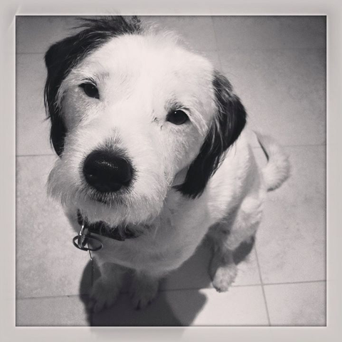 Ballina Veterinary Hospital - VETS Brisbane 9