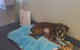 Ballina Veterinary Hospital - thumb 10