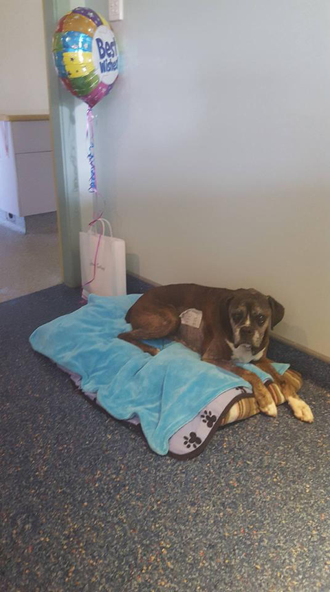Ballina Veterinary Hospital - VETS Brisbane 10