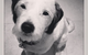 Ballina Veterinary Hospital - thumb 11