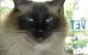 Caloundra Vet - thumb 3