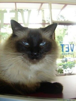 Caloundra Vet - VETS Brisbane 3