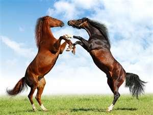 Capricorn Vet Surgery - VETS Brisbane 1