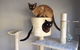 Cooks Hill Veterinary Clinic - thumb 2