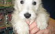 Doyalson Animal Hospital - thumb 3