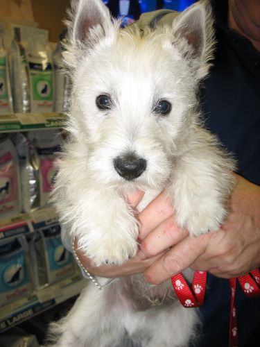 Doyalson Animal Hospital - VETS Brisbane 3