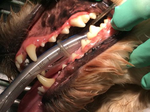 Doyalson Animal Hospital - VETS Brisbane 5
