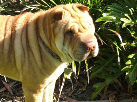 Eumundi Vet - VETS Brisbane 3