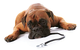 Great Lakes Veterinary Hospital - thumb 1