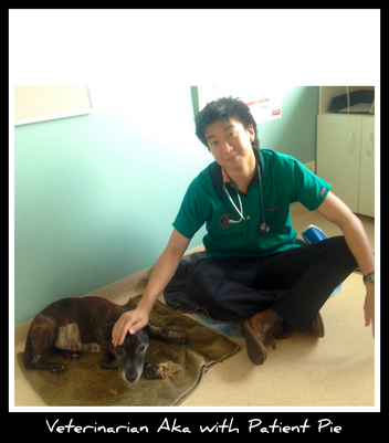 Howard Springs Veterinary Clinic - VETS Brisbane 2