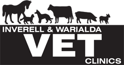 Inverell Vet Clinic - VETS Brisbane 0