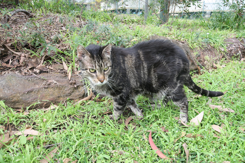 Kanwal Veterinary Hospital - VETS Brisbane 3