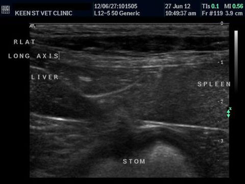 Keen Street Veterinary Clinic - VETS Brisbane 1