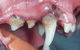 Keen Street Veterinary Clinic - thumb 2