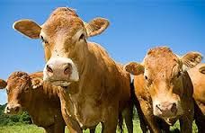 Keen Street Veterinary Clinic - VETS Brisbane 4