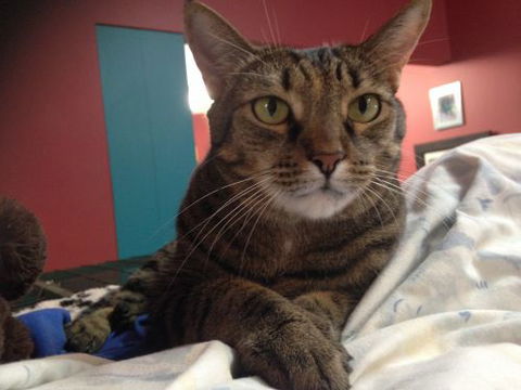 Litchfield Veterinary Hospital - VETS Brisbane 2