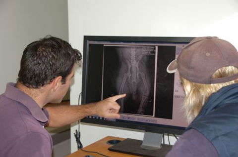 Macleay Valley Veterinary Services - VETS Brisbane 3