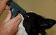 Macleay Valley Veterinary Services - thumb 4