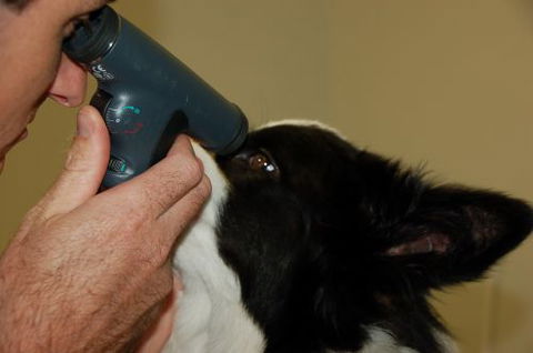 Macleay Valley Veterinary Services - VETS Brisbane 4