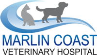 Book Palm Cove Accommodation Vacations VETS Brisbane VETS Brisbane