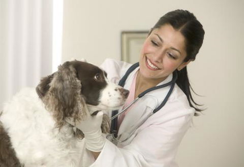 Moffat Beach Veterinary Surgery - VETS Brisbane 1