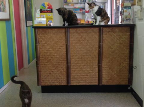 Orange Vet - VETS Brisbane 3