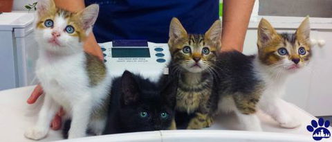 Parap Veterinary Hospital - VETS Brisbane 3