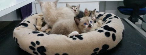 Parap Veterinary Hospital - VETS Brisbane 5